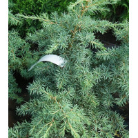 Тсуга Горная