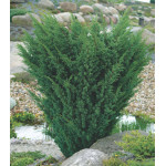 Можжевельник Китайский Blaauw Можжевельник Китайский Blaauw