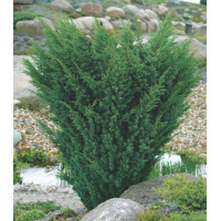 Можжевельник Китайский Blaauw
