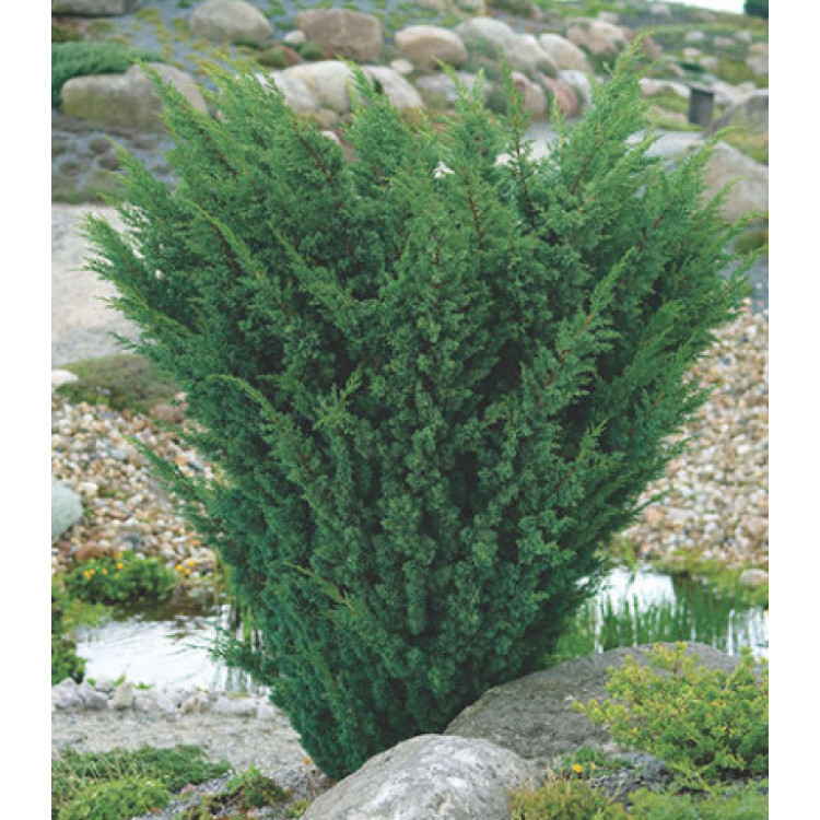 Можжевельник Китайский Blaauw Можжевельник Китайский Blaauw