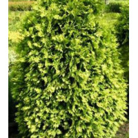 Туя Западная Wareana