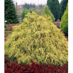 Кипарисовик Горохоплодный Filifera Aurea Кипарисовик Горохоплодный Filifera Aurea