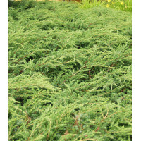 Можжевельник Обыкновенный Repanda