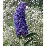 Буддлея Давида Фиолетово-голубая Буддлея Давида Фиолетово-голубая