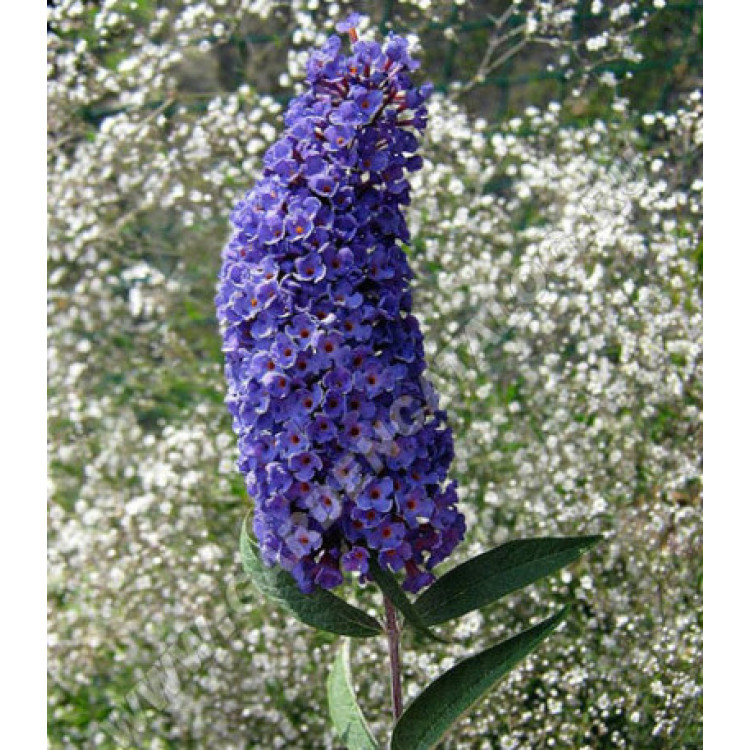 Буддлея Давида Фиолетово-голубая Буддлея Давида Фиолетово-голубая