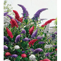 Буддлея Давида, Смесь окрасок