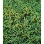 Можжевельник Горизонтальный Andorra Compact Можжевельник Горизонтальный Andorra Compact