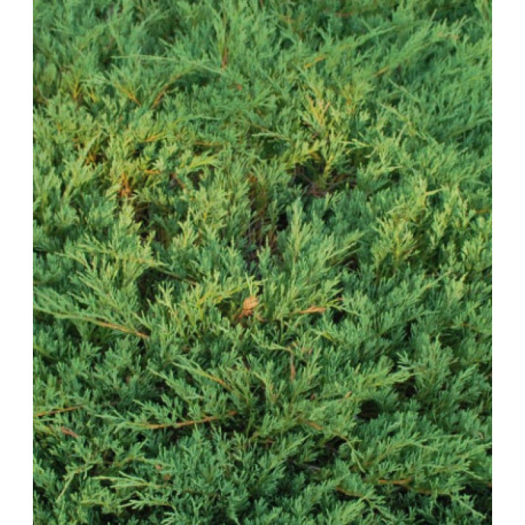 Можжевельник Горизонтальный Andorra Compact Можжевельник Горизонтальный Andorra Compact