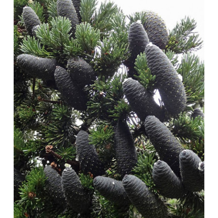 Пихта Сахалинская Пихта Сахалинская