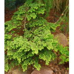 Тсуга Канадская Verkade Recurved Тсуга Канадская Verkade Recurved