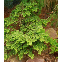 Тсуга Канадская Verkade Recurved