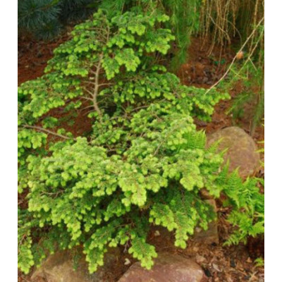 Тсуга Канадская Verkade Recurved