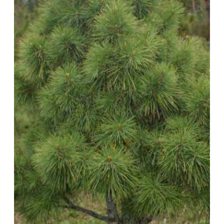 Кедр Сибирский Кедр Сибирский