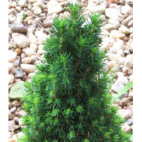 Ель Канадская Сизая Piccolo