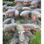 Пихта Высокорослая Glauca Пихта Высокорослая Glauca