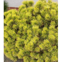 Сосна Горная Winter Gold