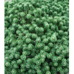 Сосна Горная Humpy Сосна Горная Humpy