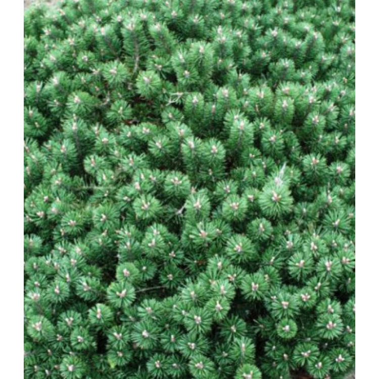 Сосна Горная Humpy Сосна Горная Humpy