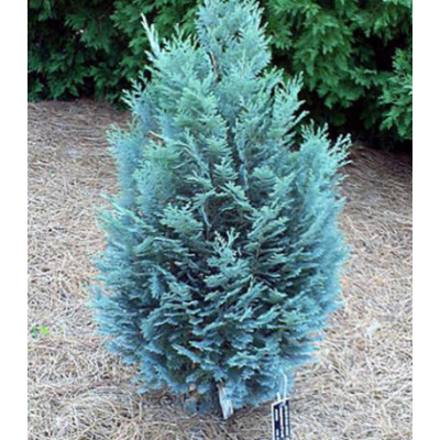 Кипарисовик Лавсона Pelt's Blue