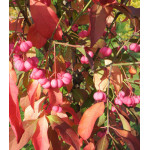 Бересклет европейский Шервудский Бересклет европейский Шервудский