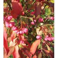 Бересклет европейский Шервудский