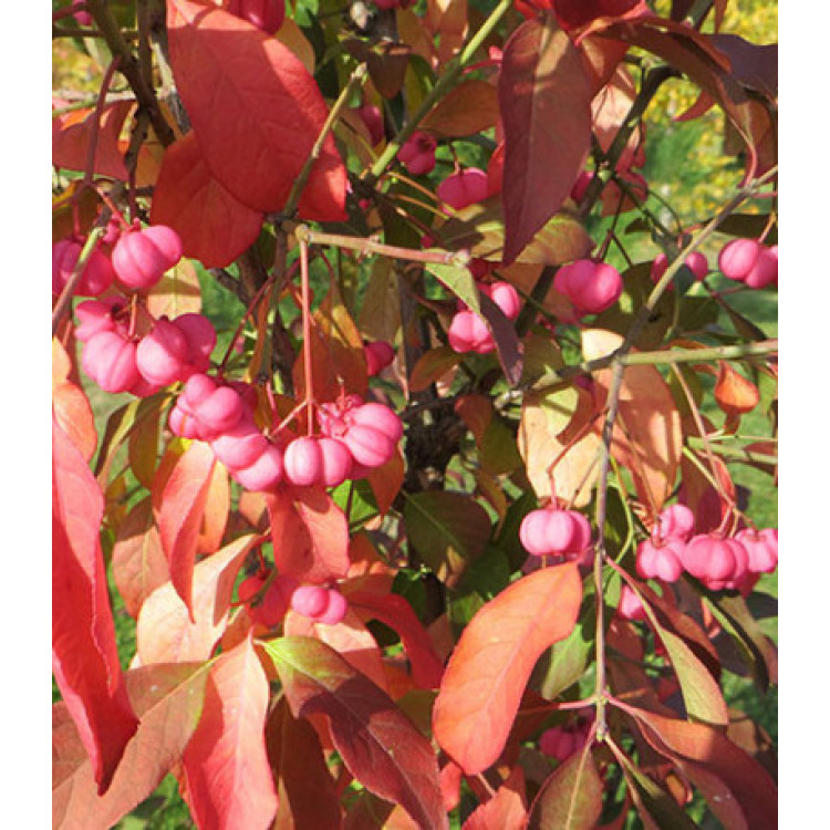 Бересклет европейский Шервудский Бересклет европейский Шервудский