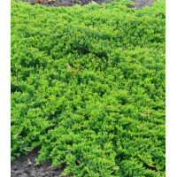 Можжевельник Горизонтальный Prince of Wales