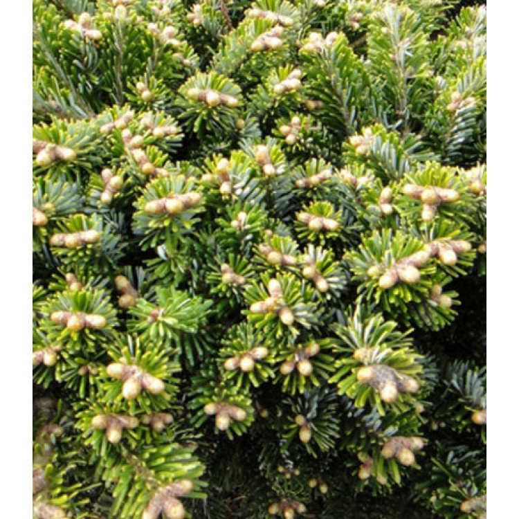 Пихта Вича Heddergott Пихта Вича Heddergott