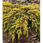 Можжевельник Обыкновенный Goldschatz Можжевельник Обыкновенный Goldschatz