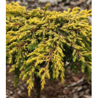 Можжевельник Обыкновенный Goldschatz