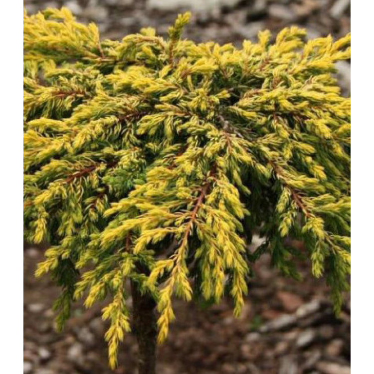 Можжевельник Обыкновенный Goldschatz Можжевельник Обыкновенный Goldschatz