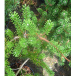 Сосна Банкса Сосна Банкса