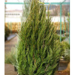 Можжевельник Китайский Spartan Можжевельник Китайский Spartan