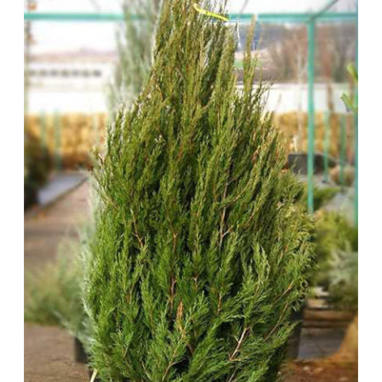 Можжевельник Китайский Spartan Можжевельник Китайский Spartan