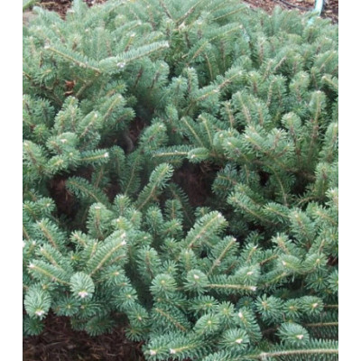 Пихта Корейская Blauer Pfiff