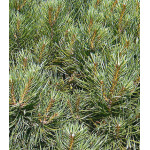 Сосна Горная Compacta Сосна Горная Compacta