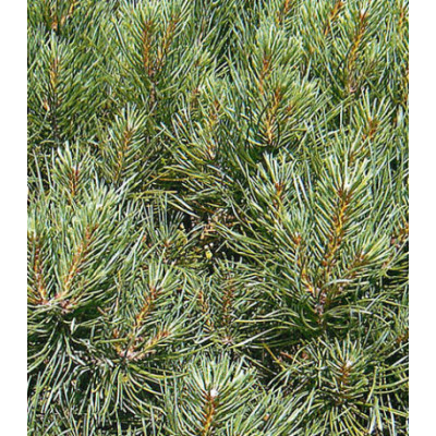 Сосна Горная Compacta