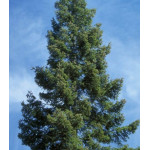 Пихта Великая Пихта Великая