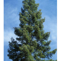 Пихта Великая