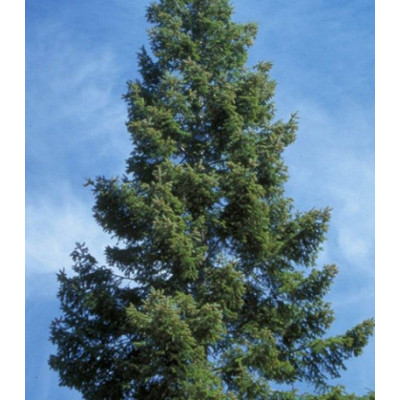 Пихта Великая