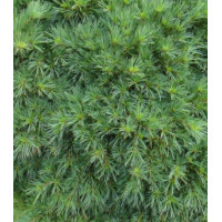 Сосна Веймутова Nana