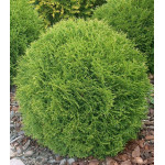 Туя Западная Danica Туя Западная Danica