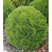 Туя Западная Danica