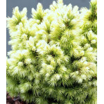 Ель Обыкновенная Европейская Jalako Gold Ель Обыкновенная Европейская Jalako Gold