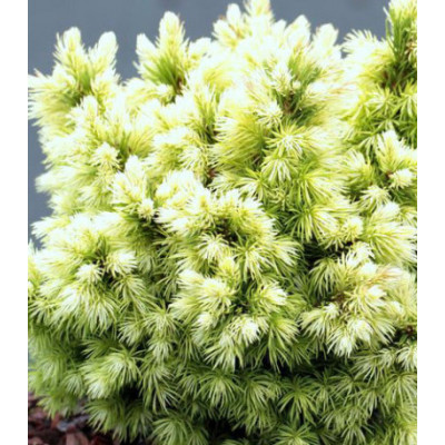 Ель Обыкновенная Европейская Jalako Gold