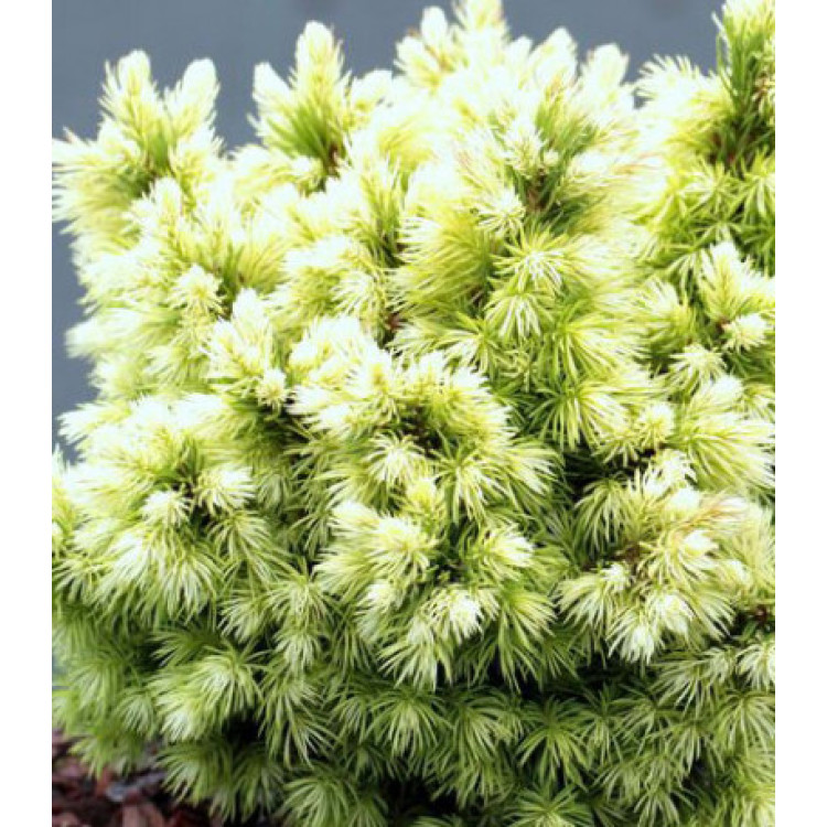 Ель Обыкновенная Европейская Jalako Gold Ель Обыкновенная Европейская Jalako Gold