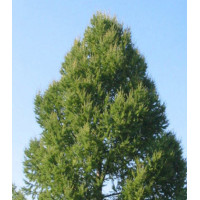 Лиственница Сибирская