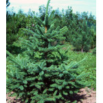 Ель Корейская Ель Корейская