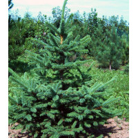 Ель Корейская