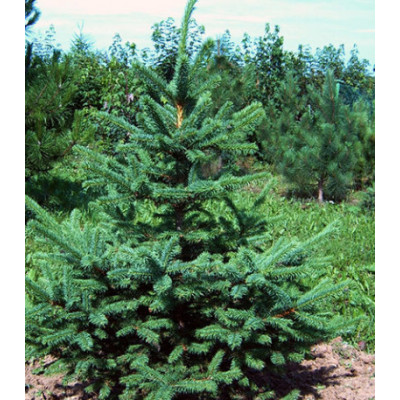 Ель Корейская